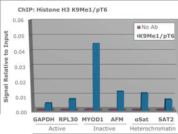 Histone H3 K9me1/pT6 antibody