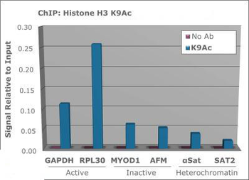 Histone H3 K9ac antibody