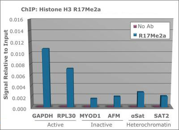 Histone H3 R17me2a antibody