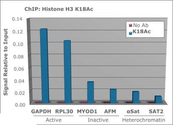 Histone H3 K18ac antibody