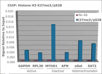 Histone H3 K27me3/pS28 antibody