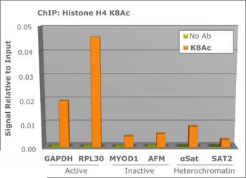 Histone H4 K8ac antibody