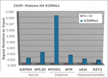 Histone H4 K20me1 antibody