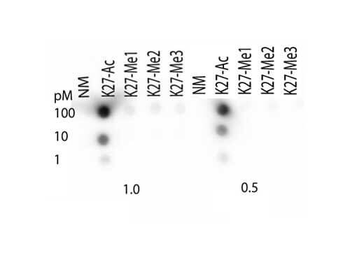 Histone H3 K27ac antibody