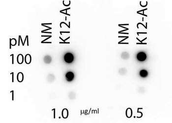 Histone H4 K12-Ac antibody