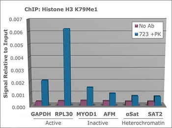 Histone H3 K79-Me1 antibody