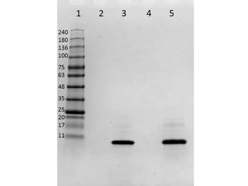 Human IL-8 protein