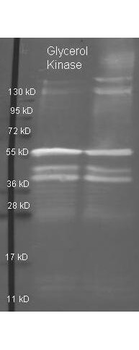 glpK antibody