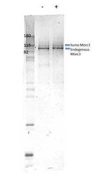 Morc3 antibody