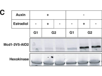 HXK2 antibody