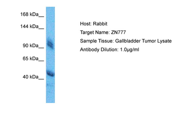 ZN777 antibody