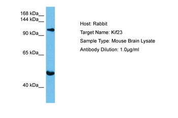 KIF23 antibody