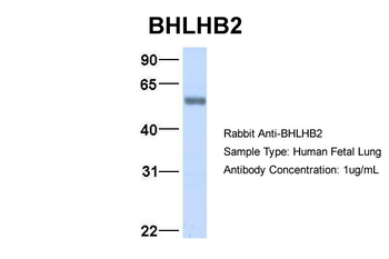 BHLHE40 antibody