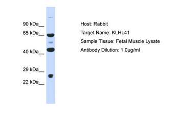 KLHL41 antibody