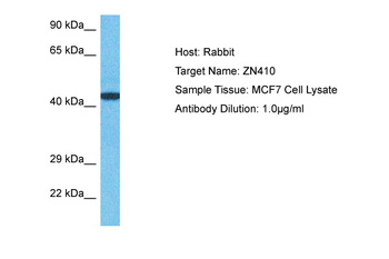 ZN410 antibody