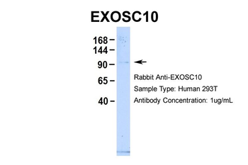 EXOSC10 antibody