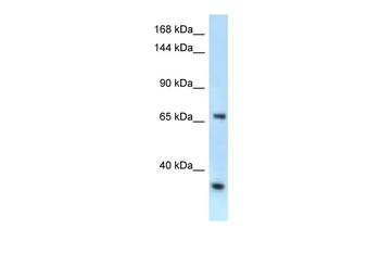 Rbm15b antibody