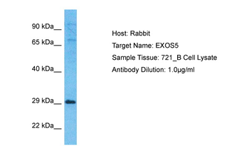 EXOS5 antibody