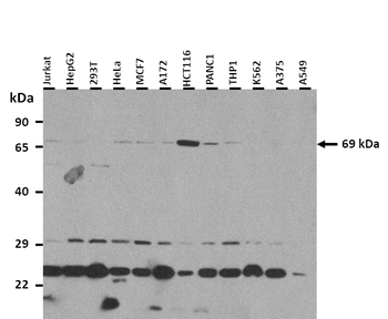 SLC5A5 antibody