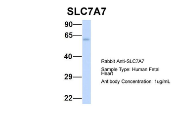 SLC7A7 antibody