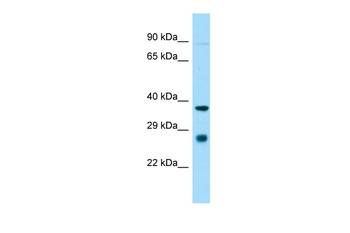 St8sia1 antibody