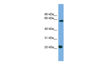 MIS18A antibody