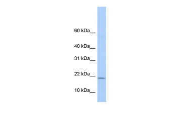 POLR1D antibody