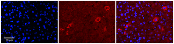 NPRL2 antibody