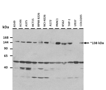 COPA antibody