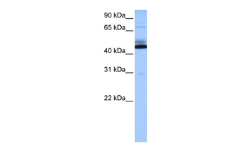 C15orf27 antibody