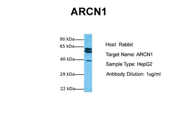 ARCN1 antibody