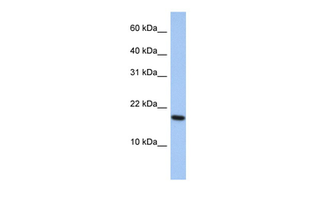 ARL5A antibody