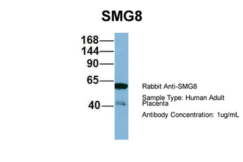 SMG8 antibody