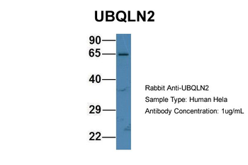 UBQLN2 antibody