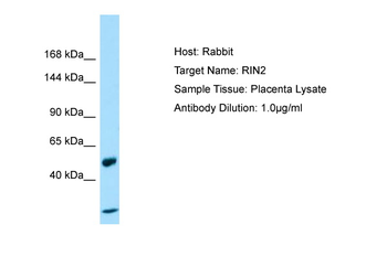 RIN2 antibody