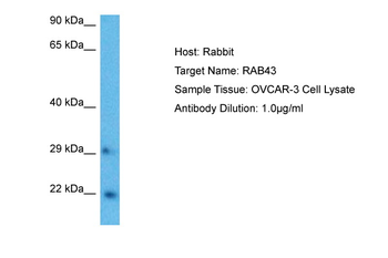 RAB43 antibody