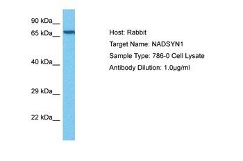 NADSYN1 antibody