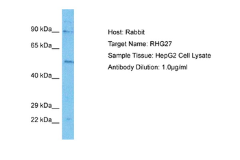 RHG27 antibody