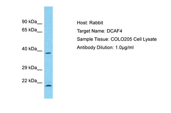 DCAF4 antibody