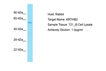 KRTHB2 antibody