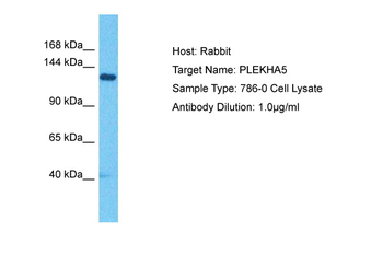 PLEKHA5 antibody