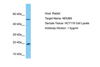NDUB8 antibody