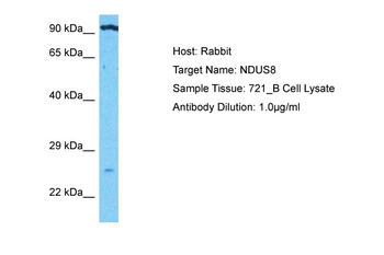 NDUS8 antibody