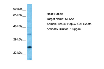ST1A2 antibody