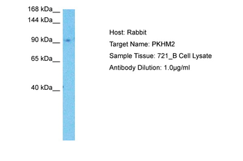 PKHM2 antibody