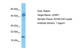 CHSP1 antibody