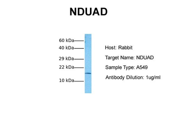 NDUAD antibody