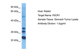 P5CR1 antibody