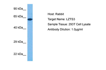 LZTS3 antibody