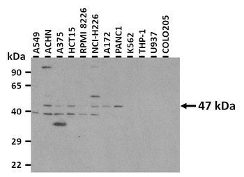 POU2F3 antibody